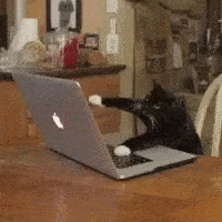 Кот клацает по клавиатуре
